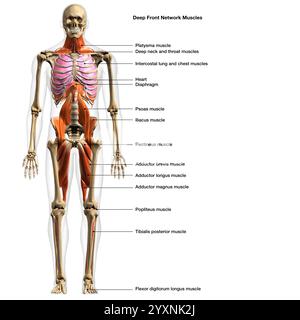 Rendu 3D du réseau de muscles du front profond masculin, avec étiquettes. Banque D'Images