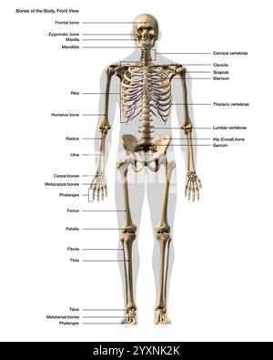 Vue de face du squelette humain complet avec étiquettes. Banque D'Images