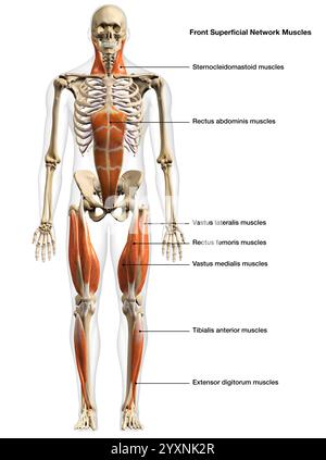 Vue frontale du réseau superficiel masculin des muscles, avec étiquettes. Banque D'Images