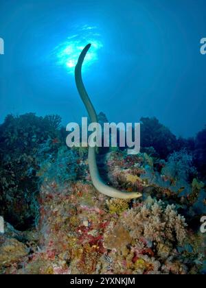 Grand serpent de mer olivier (Aipysurus laevis) au-dessus de la Grande barrière de corail. Banque D'Images