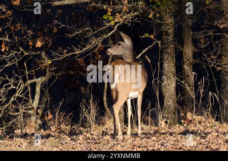 Le cerf de Virginie, l'Odocoileus virginianus, doe Banque D'Images