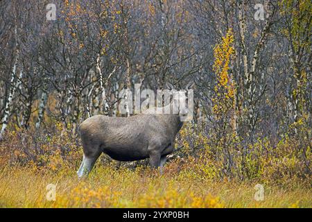 Orignal / élan (Alces alces), femelle adulte / vache sur la taïga parmi les bouleaux en automne / automne, Suède, Scandinavie Banque D'Images