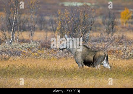 Orignal / élan (Alces alces), femelle adulte / vache sur la taïga en automne / automne, Suède, Scandinavie Banque D'Images