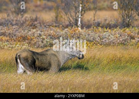 Orignal / élan (Alces alces), femelle adulte / vache sur la taïga en automne / automne, Suède, Scandinavie Banque D'Images