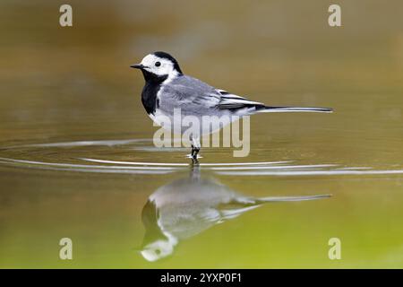 Mouillage blanc (Motacilla alba alba) mâle adulte buvant pour les insectes aquatiques, reflet dans les eaux peu profondes de l'étang au début du printemps Banque D'Images