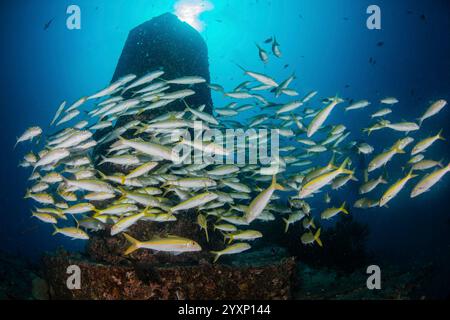 École de chèvres jaunes (Mulloidichthys vanicolensis) au-dessus du naufrage du Stella Maru, Maurice. Banque D'Images