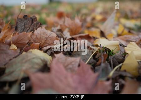 Gros plan d'un tas de feuilles d'automne. Les feuilles sont brunes et dispersées sur le sol. Concept de l'automne et la beauté du col changeant de la nature Banque D'Images