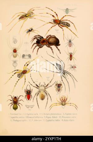 Américain, araignées, et, leur, filer, Work, V, 3, Academy, of, sciences naturelles, of, Philadelphie, 1889-93, araignées, États-Unis, araignée, arachnide, arthropode, arthropode, page, frayeurs, Halloween, un tableau éducatif illustré montrant diverses espèces d'araignées, mettant en valeur leurs caractéristiques et caractéristiques uniques. Chaque araignée est numérotée et étiquetée avec son nom scientifique, offrant une référence pour l'identification. La représentation comprend un éventail varié de types d'araignées, illustrant leurs formes corporelles, leurs motifs et leurs marques distinctives. Cette collection sert de guide visuel fo Banque D'Images
