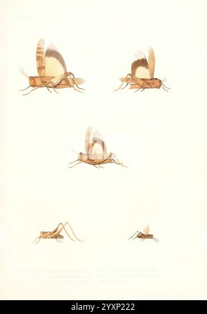 Rapport sur les études géographiques des États-Unis à l'ouest du centième méridien Washington D. C, G.P.O, 1875-1889, américain, astronomie, description et voyage, découvertes en géographie, découverte et exploration, géologie, Indiens d'Amérique du Nord, langues, cartes, histoire naturelle, levés, États-Unis, Ouest des États-Unis, Orthoptère, Oedipoda wheelerii, Oedipoda utahensis, Oedipoda negecta, Steiroxys heermanii, Gomphocerus carpenterii, une illustration présentant diverses espèces de sauterelles. Les représentations individuelles représentent de multiples angles et postures, mettant en évidence des détails tels que la structure des ailes Banque D'Images