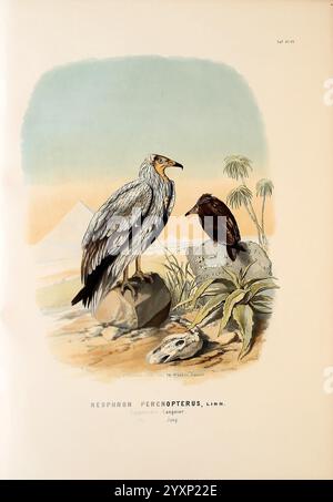 Die Raubvögel Deutschlands und des angrenzenden Mitteleuropas, Cassel [Allemagne] Verlag von Theodor Fischer, 1876, Allemagne, oiseaux de proie, fauconnerie, Europe de l'est, Vulture égyptien, Neophron percnopterus, l'illustration montre deux oiseaux distincts mis en valeur dans un contexte naturel. Sur la gauche, un Neophron percnopterus, également connu sous le nom de Vulture égyptien, se dresse élégamment au sommet d'un rocher. Son plumage saisissant comprend un mélange de plumes grises avec une tête blanche distinctive. À droite, un oiseau plus petit de teinte foncée est perché sur un autre rocher, contrastant avec la patte du vautours Banque D'Images