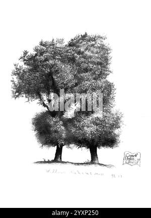 The Trees of America, Boston, W. White [1855-58], Trees, United States., une illustration détaillée de deux majestueux saules se tenant étroitement ensemble. Leurs branches luxuriantes créent une canopée qui met en valeur un réseau complexe de feuilles. Les troncs sont robustes et texturés, soulignant l'âge et la résilience des arbres. En dessous d’eux, le sol est subtilement indiqué, suggérant un cadre naturel. L'œuvre est signée avec le nom ''Comer'' et la date ''98'' près de la base, faisant allusion au style signature de l'artiste. Cette pièce capture magnifiquement l'élégance et la grâce des saules, inviti Banque D'Images