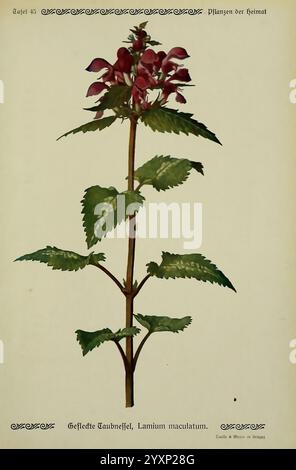 Pflanzen der Heimat Leipzig, quelle und Meyer, 1913, Allemagne, œuvres picturales, plantes, jardin botanique de New York, Lamium maculatum, l'illustration présente une plante haute et mince avec une tige centrale ornée de feuilles luxuriantes et dentelées. Au sommet, des grappes de fleurs violettes saisissantes fleurissent, chacune présentant des formes uniques de pétales. Le feuillage est vif et vert, contrastant magnifiquement avec le violet profond des fleurs. La plante est étiquetée comme ''Gefleckte Taubnessel'' avec le nom scientifique ''Lamium maculatum', indiquant que son habitat indigène est dans la région. Cette représentation capture le i. Banque D'Images