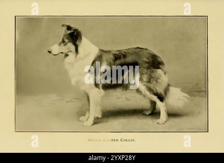 Le chien en santé, accident et maladie, Philadelphie, H. Altemus Company [c1908]. Chien, taxonomie : trinomial = Canis lupus familiaris, Un collie à revêtement rugueux se tient debout et alerte, mettant en valeur sa silhouette saisissante et ses caractéristiques bien définies. Le chien a un pelage épais et magnifiquement texturé qui affiche un mélange de couleurs, principalement blanc et des nuances de brun. Ses oreilles sont accrochées avec attention, et les yeux du chien affichent une expression intelligente et amicale. La toile de fond met en valeur la position gracieuse du collie, soulignant son élégance et sa vigilance, tandis que le texte ci-dessous identifie la race comme Banque D'Images
