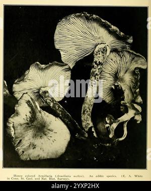 Un manuel de plantes toxiques, Cedar Rapids, Ia, The Torch Press, 1910-11, États-Unis, plantes toxiques, le jardin botanique de New York, Un groupe de champignons de couleur miel, identifiés comme Armillaria mellea, présente leur forme et leur texture distinctives. Leurs capuchons sont légèrement recourbés, avec des branchies délicates visibles en dessous. Les tiges robustes émergent d'une surface texturée, indiquant leur croissance dans un environnement boisé. Cette espèce est connue pour être comestible, ce qui souligne l'importance d'une identification minutieuse dans les pratiques d'alimentation. Banque D'Images