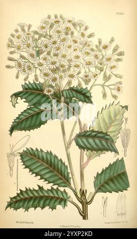 Curtis's Botanical Magazine. Londres, New York, illustration botanique, botanique, périodiques, œuvres picturales, plantes ornementales, espèces NZ, Matilda Smith, nouveau, Zélande, Nouvelle-Zélande, Olearia macrodonta, houx de montagne, Arorangi, femmes dans la science, Matilda Smith, Une illustration botanique présente un groupe de fleurs blanches délicates entourées de feuilles vertes vibrantes. L'arrangement floral est composé de nombreuses petites fleurs en forme d'étoile, chacune avec un centre jaune, regroupées sur des tiges minces. Les feuilles sont larges et dentelées, présentant des veines distinctes qui ajoutent de la texture et des détails à t Banque D'Images