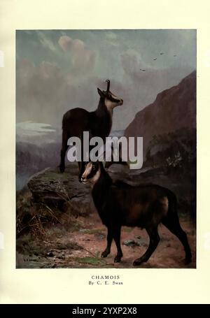 Les bêtes sauvages du monde, Londres, [1909?], zoologie, chamois, comportement animal Rupicapra rupicapra, Cuthbert Edmund Swan, artiste, 95834868, la scène représente un groupe de chamois, gracieuses chèvres montagnardes connues pour leur agilité et leur vitesse. Un chamois se tient bien en évidence à l'avant-garde, mettant en valeur ses cornes courbes distinctives et sa fourrure noire élégante, tandis qu'un autre est positionné légèrement derrière, donnant une impression de profondeur à la scène. En arrière-plan, un paysage montagneux accidenté s'étend au loin, avec un mélange d'affleurements rocheux et de terrain doux et vallonné, sous un ciel qui le laisse entendre Banque D'Images