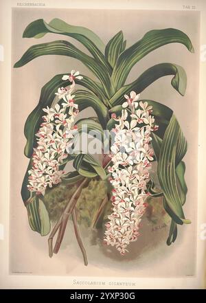 Reichenbachia, créé Albans, London, New York, F. Sander & Co, Orchid Growers & Importers, H. Sotheran & Co, I. Forstermann, 1888-1890, Orchidaceae, Saccolabium giganteum, Rhynchostylis gigantea, Henry Frederick Conrad Sander, orchidées, botanique, fleurs, aloch., L'illustration montre un amas luxuriant de Saccolabium giganteum, une orchidée frappante connue pour ses feuilles allongées et minces qui se courbent gracieusement vers l'extérieur. La plante possède des inflorescences impressionnantes, affichant des fleurs blanches délicates et densément emballées, chacune ornée de subtiles notes de rose et de jaune au centre. Ces fleurs ornées créent Banque D'Images