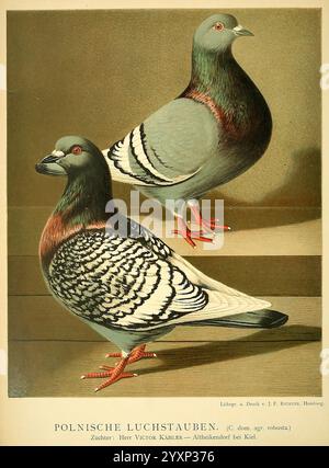 Illustrirtes Mustertauben-Buch, Hamburg, Druck und Verlag von J.F. Richter, [1884-1886], pigeons, anatomie, variation, œuvres picturales, l'illustration présente deux races de pigeons connus sous le nom de pigeons Polonais Pouter, qui se distinguent par leur plumage saisissant et leurs motifs de plumes uniques. L'oiseau de gauche présente un mélange vibrant de couleurs avec un éclat irisé distinct, tandis que celui de droite présente une apparence plus discrète mais élégante, mise en évidence par des marques complexes sur son corps. Les deux oiseaux se tiennent fièrement, affichant leurs constructions robustes et leurs coffres-forts caractéristiques, une caractéristique de Banque D'Images