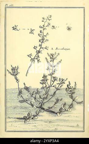 Les figures des plantes et animaux d'usage en medecine Paris Desprez 1764 1765 materia medica Pictorial Works, Une illustration botanique représentant la plante A. bocca-bunga, avec un rendu détaillé de ses tiges et feuilles délicates. La mise en page comprend des sections étiquetées qui mettent en évidence des caractéristiques spécifiques, telles que des fleurs individuelles et des arrangements de feuilles. La composition met en valeur les motifs complexes du feuillage et la structure des fleurs, incarnant l'attention scientifique aux détails caractéristique des études botaniques historiques. Banque D'Images