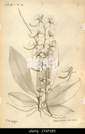 Histoire particulière des plantes, orchidées recueillies sur les trois îles australes d'Afrique, de France, de Bourbon et de Madagascar, Paris, L'auteur, 1822, Orchidaceae, cette illustration représente un rendu botanique détaillé de l'Angraecum citratum, mettant en valeur son arrangement floral élégant et son feuillage distinctif. La tige centrale présente de nombreuses fleurs délicates, chacune caractérisée par leurs formes complexes et des détails subtils qui soulignent leur beauté naturelle. Dans la partie inférieure de la composition, les larges feuilles encadrent élégamment les fleurs, soulignant leur texture contrastée Banque D'Images