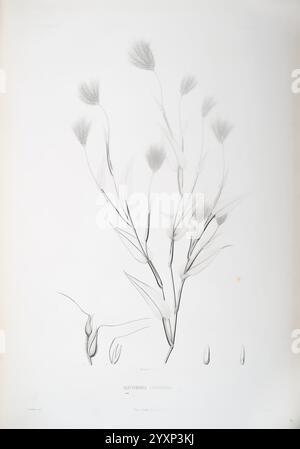 Tentamen florae Abyssinicae Parisiis, Arthus Bertrand, 1847-1851, illustration botanique montrant une plante identifiée comme ''Althenia denticulata''. Le rendu détaillé met en valeur la tige mince avec des feuilles allongées, ornée de délicates pointes florales le long des parties supérieures. Le dessin au trait complexe capture la texture des feuilles et la structure unique des parties fleuries, soulignant la beauté naturelle et la complexité de la plante. Sa classification scientifique apparaît en haut, avec une référence à la source de l'illustration, démontrant à la fois la compétence artistique et b Banque D'Images