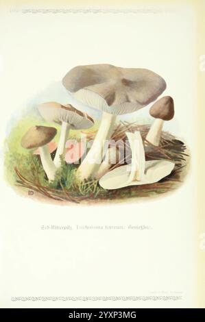 Pilze der Heimat Leipzig, quelle und Meyer, 1913, Agaricacées, champignons, Allemagne, Mycologie, champignons, champignons, Emil Doerstling, chevalier gris, Tricholoma sale, Tricholoma terreum, Un amas de champignons Tricholoma terreum, également connu sous le nom de champignon chevalier de terre, est représenté. Les champignons mettent en valeur leurs formes et textures de chapeau distinctes, entourés d'herbe verte luxuriante et de feuilles séchées éparpillées. L'image met en évidence l'habitat naturel de ces champignons comestibles, en mettant l'accent sur leurs tons et formes terreux. Les étiquettes fournissent une nomenclature scientifique, offrant un aperçu de leur classification. Banque D'Images