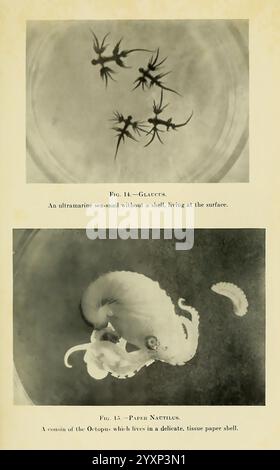 L'aventure Arcturus, New York, 1926, navire Arcturus, île Cocos, Costa Rica, description et voyage, îles Galapagos, animaux marins, expéditions scientifiques, Woods Hole, Glaucus, Argonauta, la section supérieure présente un groupe de créatures délicates en forme d'étoile connues sous le nom de Glaucus, qui sont des escargots de mer ultramarins qui prospèrent à la surface de l'océan. Ces fascinants organismes marins se caractérisent par leurs formes uniques et leur coloration vibrante. Banque D'Images