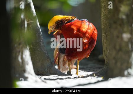 Un oiseau avec une tête jaune et un corps rouge se tient debout à l'ombre. L'oiseau semble regarder quelque chose sur le sol Banque D'Images