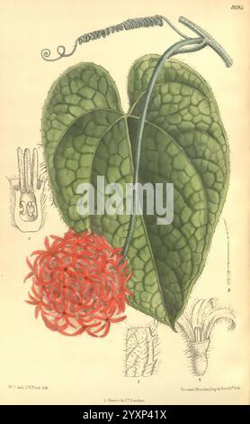 Curtis's Botanical magazine, Londres, New York, illustration botanique, botanique, périodiques, œuvres picturales, plantes ornementales, Curtis, l'illustration présente un spécimen botanique important mettant en valeur une grande feuille verte texturée avec un motif veiné distinctif. À la base de la feuille, un amas vibrant de fleurs rouge profond fleurit, formant un contraste saisissant avec le feuillage vert. Autour de cette plante centrale se trouvent des croquis détaillés d'autres éléments botaniques, y compris une représentation stylisée de la structure de croissance de la plante et des caractéristiques florales supplémentaires. Les détails complexes highlig Banque D'Images