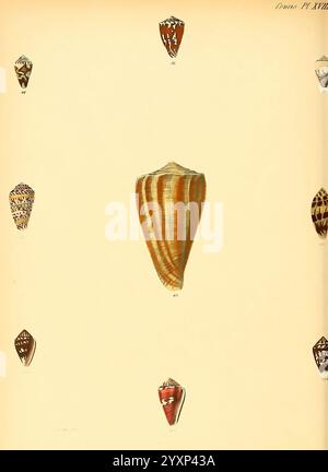 Conchologia iconica, ou illustrations des coquilles des animaux mollusques. v.1 Londres, Reeve, Brothers, 1843-1878, mollusques, œuvres picturales, coquillages, l'illustration présente une collection de représentations détaillées de divers coquillages de mer disposés sur un fond doux et neutre. Au centre, une coquille proéminente présente un motif saisissant de rayures orange et crème, soulignant sa forme et sa texture uniques. Autour de cette coque centrale, plusieurs autres coques plus petites sont exposées, chacune présentant des motifs et des couleurs distincts, y compris des motifs géométriques complexes et des finitions lisses. Chacun est engourdi Banque D'Images