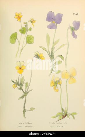 Fleurs, Engadine, Winchester, imprimé, auteur Warren, fils, 1891, Engadine, fleurs, oeuvres picturales, plantes, Suisse, cette illustration présente une variété d'espèces de Viola, mettant en valeur leurs caractéristiques et leurs couleurs distinctes. Sur la gauche, Viola biflora et Viola tricolor sont représentées, mettant en valeur leurs charmantes petites fleurs et leurs feuilles en forme de cœur. L'accent central comprend des spécimens supplémentaires avec de délicats pétales jaunes représentant Viola calcarata, tandis que Viola flava est illustrée à droite, montrant sa forme gracieuse et sa teinte ensoleillée. Chaque plante est dessinée de manière complexe, capturant Banque D'Images