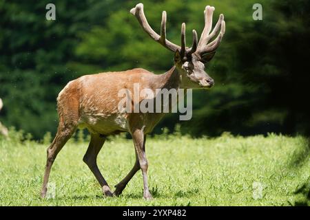 Un cerf marche dans un champ herbeux. Le cerf est brun et a de gros bois Banque D'Images