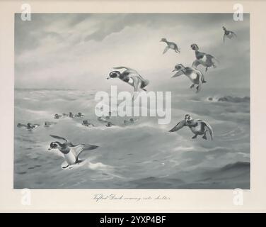 British Diving Ducks London Longmans Green and Co. 1913 oiseaux Ducks Grande-Bretagne œuvres picturales, Une scène animée représente un groupe d'oiseaux à différentes étapes de vol au-dessus d'un plan d'eau tranquille. Certains oiseaux montent gracieusement au-dessus de la surface, tandis que d'autres semblent atterrir ou décoller. En arrière-plan, un groupe d'oiseaux supplémentaires peut être vu se reposer sur l'eau. Le mouvement subtil des vagues complète l’activité dynamique des oiseaux, créant un équilibre harmonieux entre les figures aviaires et leur environnement aquatique. L'œuvre d'art capture l'essence de la nature, mettant en valeur th Banque D'Images