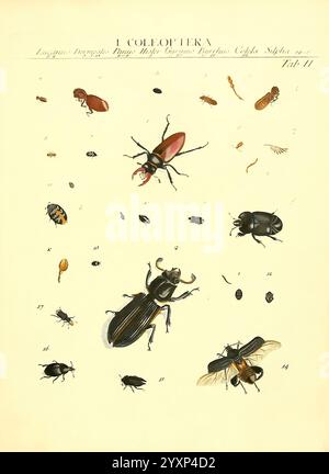 Genera Insectorum Linnaei et Fabricii Iconibus Illustrata c.1 Vitoduri Helvetorum Prostat apud Henric. Steiner et Socios MDCCLXXXIX [1789] distribution géographique insectes œuvres picturales Arthropoda, illustration scientifique présentant diverses espèces de coléoptères, communément appelés coléoptères. La composition présente un éventail varié de formes de coléoptères, y compris des corps allongés et arrondis, des antennes de forme distinctive et des textures détaillées sur leurs exosquelettes. Chaque spécimen est méticuleusement étiqueté avec des numéros, indiquant différentes espèces ou variations, et inclut des exemples tels que le Banque D'Images