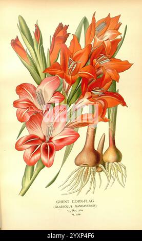 Favori, fleurs, de, jardin, et, Greenhouse, Londres, et, New York, Frederick, Warne, &, co, 1896-97, France, xixe, siècle, icones, floriculture, chromolithographie, plantes, ornementales, l'illustration présente un arrangement vibrant de fleurs de Gand Corn-Flag, scientifiquement connu sous le nom de Gladiolus gandavensis. La composition met en valeur les fleurs rouges et roses frappantes, mettant en valeur leurs pétales délicats et leurs détails complexes. Plusieurs bulbes avec des racines sont représentés à la base, donnant un aperçu de la structure et de la croissance de la plante. Le fond est orné de feuilles vertes, encadrant le flowe Banque D'Images