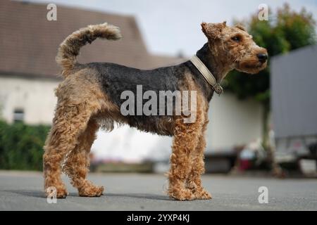 Un chien au manteau marron et noir se tient devant une maison. Le chien porte un collier et il est bien soigné Banque D'Images