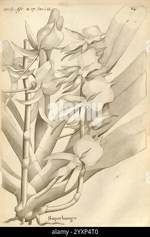 Histoire, particulière, des, plantes, orchidées, Recueillies, sur, les, trois, Îles, australes, D'Afrique, de, France, de, Bourbon, et, de, Madagascar, Paris, L'auteur, 1822, Orchidaceae, une illustration botanique complexe mettant en vedette l'orchidée Superbangis, mettant en valeur ses feuilles allongées distinctes et ses fleurs délicates. La composition met en valeur la courbe élégante des tiges de fleurs, ornée de fleurs qui présentent des structures de pétales complexes. La conception globale capture la beauté naturelle de cette espèce d'orchidée, mettant l'accent à la fois sur les textures des feuilles et la disposition des fleurs. Cet artwo Banque D'Images