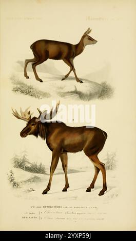 Dictionnaire universel d'histoire naturelle, Paris, chez les editeurs MM. Renard, Martinet et cie, rue et Hotel Mignon, 2 (quartier de l'École-de-médecine), 1847-1849, dictionnaires, Natural history, Moose, elan, l'illustration présente deux mammifères distincts Banque D'Images