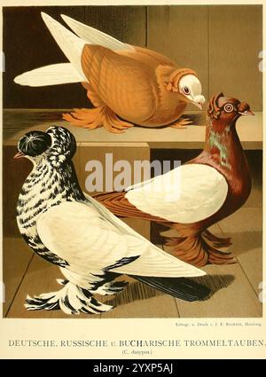 Illustrirtes Mustertauben-Buch, Hamburg, Druck und Verlag von J.F. Richter, [1884-1886]. Pigeons, anatomie, variation, œuvres picturales, l'illustration présente trois races distinctes de pigeons, chacune affichant des caractéristiques et des couleurs uniques. Le premier pigeon présente un plumage noir et blanc saisissant avec un motif complexe qui met en valeur ses plumes. Le deuxième oiseau, avec ses tons chauds, brun rougeâtre, a un corps arrondi et un aspect élégant. Le troisième pigeon se distingue par sa tête à plumes et ses motifs distinctifs, mettant en valeur une riche palette de couleurs. Chaque pigeon est positionnone Banque D'Images