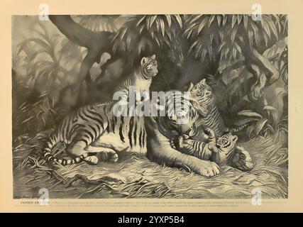 Brehm's Life of Animals, volume 1, Mammalia, Chicago, Marquis, 1895, tigre, mammifères, comportement animal panthera tigris, Une scène sereine se déroule dans un cadre tropical luxuriant où une mère tigre repose tendrement sur le sol. Ses yeux sont fermés dans un moment de paix, dégageant une aura protectrice alors qu'elle se trouve dans l'étreinte de ses deux petits joueurs. Les petits, pleins d'énergie et de curiosité, grimpent sur leur mère et gambadent au milieu du feuillage environnant. En arrière-plan, un autre petit garçon regarde attentivement, regardant derrière un buisson. La végétation dense améliore l'habitat naturel du Banque D'Images