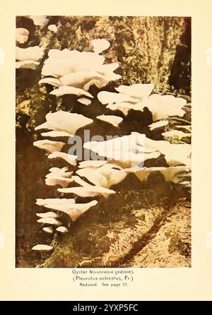 Le Livre des champignons N. Y,1920, cuisine, champignons, champignons, champignons, champignons, comestible, le jardin botanique de New York, Pleurotus ostreatus, Un groupe de champignons huîtres, scientifiquement connu sous le nom de Pleurotus ostreatus, est exposé en évidence, mettant en valeur leurs chapeaux uniques en forme d'éventail. Les champignons varient en taille et sont disposés en couches, la lumière projetant des ombres subtiles qui mettent en valeur leurs textures et leurs contours. L'arrière-plan présente des surfaces accidentées de bois recouvertes de mousse ou d'écorce d'arbre, accentuant l'habitat naturel où ces champignons comestibles prospèrent. Une légende en dessous identifie l'espèce A. Banque D'Images