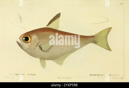 Histoire naturelle des poissons, Paris, chez F. G. Levrault, 1828-1849, ichtyologie, poissons, illustration détaillée d'un poisson présentant ses traits distinctifs. Le poisson, caractérisé par son corps allongé et son œil proéminent, présente des écailles complexes qui mettent en valeur sa texture. Ses ailerons sont élégamment répartis, et la disposition globale souligne les courbes gracieuses de sa forme. Accompagnant la représentation principale, un croquis plus petit fournit une vue rapprochée de la tête du poisson, en se concentrant sur des détails anatomiques spécifiques. L'arrière-plan est minime, ce qui permet une mise au point claire sur le poisson, tandis que le Banque D'Images