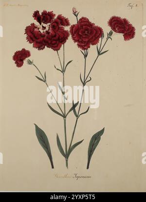 Fortsetzung des Allgemeinen teutschen Garten-Magazins, Weimar, Im Verlage des Landes-industrie-comptoirs, 1815-1824, jardinage, Allemagne, horticulture, périodiques, Une illustration botanique mettant en vedette un groupe de fleurs rouges frappantes de dianthus, mettant en valeur leurs structures de pétales complexes et leur riche coloration. Les fleurs sont complétées par de fines tiges vertes et des feuilles allongées, qui ajoutent à l'élégance globale de la composition. Le nom scientifique ''Dianthus Hybrideus'' est soigneusement inscrit en bas, mettant en évidence la classification de la plante. L'arrangement est soigneusement présenté, CA Banque D'Images
