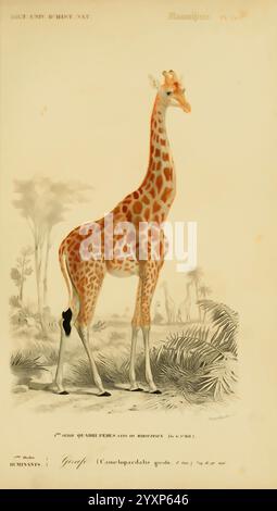 Dictionnaire universel d'histoire naturelle, Paris, chez les editeurs MM. Renard, Martinet et cie, rue et Hotel Mignon, 2 (quartier de l'École-de-médecine), 1847-1849, dictionnaires, Natural history, girafe, Giraffa camelopardalis, girafe du Nord, Camelopardalis giraffa, mammifère, Une girafe magnifiquement illustrée se dresse gracieusement au milieu d'une représentation de son habitat naturel. La girafe, connue pour son col long et son manteau à pois distinctif, est présentée dans un profil latéral, mettant en valeur ses jambes élégantes et ses motifs uniques. Autour de la girafe se trouvent des arbres clairsemés et des plaines herbeuses, qui font allusion à t Banque D'Images