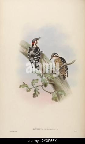 Birds of Asia by John Gould 1850-1883 Asia Birds Pictorial Works, Une illustration détaillée représentant deux pics perchés sur une branche d'arbre. L'oiseau de gauche présente un plumage noir et blanc saisissant avec une pointe de rouge sur sa tête, tandis que celui de droite affiche une coloration plus douce avec des motifs distinctifs. Les deux oiseaux sont entourés d'un feuillage délicat, créant une atmosphère sereine et naturelle. Le dégradé subtil à l'arrière-plan met l'accent sur ces créatures élégantes, soulignant leurs caractéristiques uniques et la beauté de leur habitat. Ci-dessous, le nome scientifique Banque D'Images