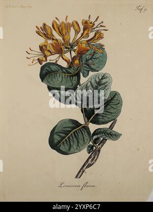 Fortsetzung, des, Allgemeinen, teutschen, Garten-Magazins, Weimar, IM, Verlage, des, Landes-industrie-comptoirs, 1815-1824, jardinage, Allemagne, horticulture, périodiques, une illustration détaillée d'une plante à fleurs connue sous le nom de Lonicera flava, caractérisée par des fleurs tubulaires jaunes et oranges vibrantes qui se regroupent au sommet d'une tige mince. Les feuilles sont larges et texturées, présentant une teinte verte riche avec des veines visibles. Cette représentation botanique met en évidence les détails complexes du feuillage et des fleurs, soulignant leur beauté naturelle et leur forme. La légende indique Banque D'Images