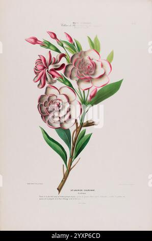 Flore d'Amérique, Paris, Gihaut 1843-1846, America, oeuvres picturales, plantes, l'illustration présente un groupe de fleurs élégamment arrangé avec des pétales roses et blancs distincts. Plusieurs fleurs de camélia sont bien en évidence, mettant en valeur leurs couches complexes et leurs courbes douces. Les feuilles sont luxuriantes et vibrantes, contribuant à la composition globale, tandis que les bourgeons et les fleurs délicats sont placés au-dessus des fleurs principales, laissant entendre une nouvelle vie. Chaque élément de la flore est méticuleusement détaillé, mettant en évidence la beauté et la complexité de ce spécimen botanique, accompagné d'une légende qui identif Banque D'Images