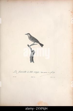 Histoire naturelle des oiseaux de l'Amérique septentrionale A Paris, chez Desray, 1807. Birds North America Pictorial Works, Une illustration détaillée d'un oiseau perché sur une branche, mettant en valeur ses caractéristiques distinctives. L'espèce est identifiée avec l'étiquette ''la fauvette à tête raye', indiquant son nom commun en français. L'œuvre capture la structure délicate de l'oiseau, en mettant l'accent sur son plumage et sa posture. En dessous de la représentation, des informations supplémentaires sont fournies, y compris la signature de l'artiste et une référence à un numéro de plaque spécifique, ce qui suggère que cela fait partie d'un collégial plus grand Banque D'Images