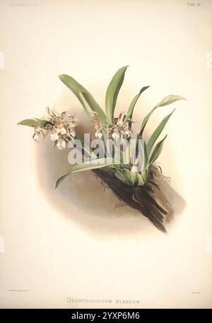 Reichenbachia, créé Albans, London, New York, F. Sander & Co, Orchid Growers & Importers, H. Sotheran & Co, I. Forstermann, 1888-1890, Orchidaceae, Odontoglossum blandum, Oncidium blandum, Henry Frederick Conrad Sander, orchidées, botanique, fleurs, Henry George Moon,, une représentation magnifiquement illustrée de l'orchidée blandum d'Odontoglossum, mettant en valeur ses fleurs délicates avec des marques complexes. La composition met en valeur les feuilles vertes luxuriantes qui arquent élégamment les fleurs, créant un équilibre harmonieux. L'arrangement capture la forme gracieuse de la plante, en mettant l'accent sur les détails fins Banque D'Images