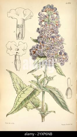 Curtis's Botanical Magazine, Londres, New York, botanique, périodiques, oeuvres picturales, fleurs, Walter Hood Fitch, Buddleia crispa, Buddleja crispa, Bouddleia à feuilles croustillantes, buisson de papillons de l'Himalaya, Afghanistan, Bhoutan, Inde du Nord, Népal, Pakistan, Chine, Curtis, William Jackson Hooker, dans l'Himalaya occidental, cette œuvre d'art présente une illustration botanique d'une plante à fleurs, caractérisée par des grappes de petites fleurs violettes délicates. L'illustration principale met en valeur la tige feuillue de la plante, mise en évidence par ses larges feuilles dentelées. Au-dessus de l'illustration principale, des dessins détaillés représentent la fleur. Banque D'Images